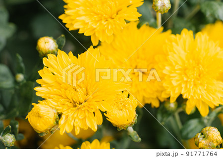 Beautiful yellow chrysanthemum flowers close up 91771764