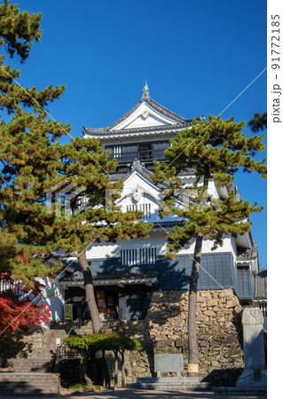 岡崎城の天守閣と松 愛知県 岡崎城の天守閣と松 愛知県 91772185
