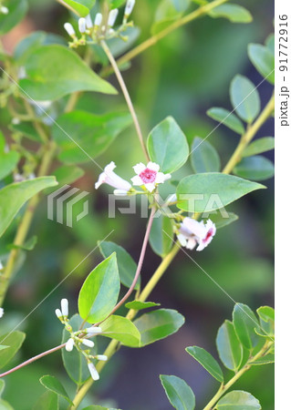 ヘクソカズラ(屁糞葛)の花 ヘクソカズラ(屁糞葛)の花 91772916