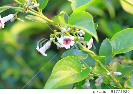 ヘクソカズラ(屁糞葛)の花 ヘクソカズラ(屁糞葛)の花 91772920
