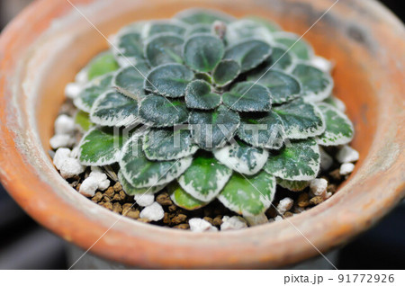 Begonia or Begonia Non Stop Mocca or Begonia maculata ,Begonia Maculata Wightii plant or succulent 91772926