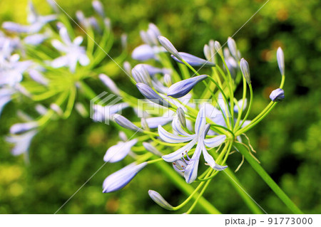 ヒガンバナ科アガパンサス属の宿根草アガパンサス紫君子蘭の花思いの空、彼岸花に似た花 91773000