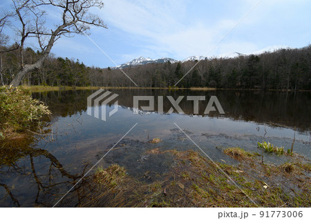 春の知床五湖(北海道・知床) 春の知床五湖(北海道・知床) 91773006
