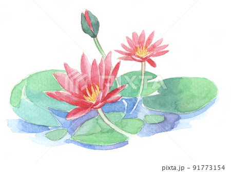 水彩画：睡蓮 91773154