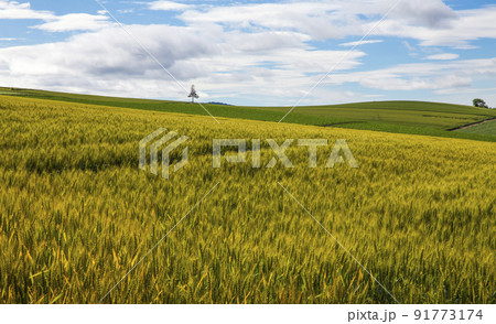 自然 風景 景色 91773174