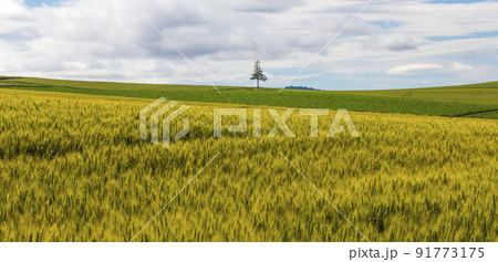 自然 風景 景色 91773175