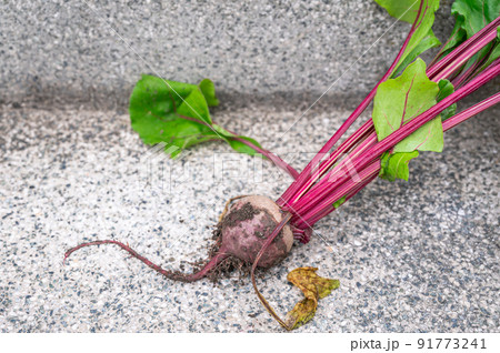 収穫したビーツ 収穫したビーツ 91773241