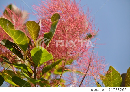 ケムリノキ 91773262