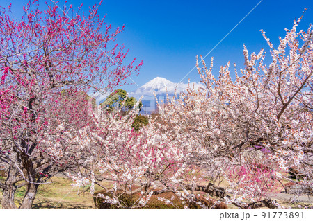 (静岡県)岩本山公園の梅と富士山 (静岡県)岩本山公園の梅と富士山 91773891
