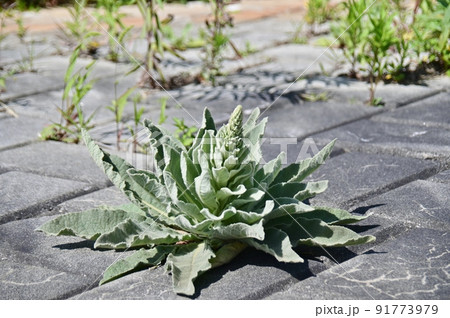 ビロードモウズイカの花茎の伸びる前 91773979