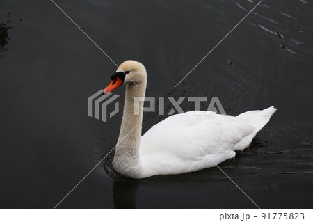 皇居の白鳥 91775823