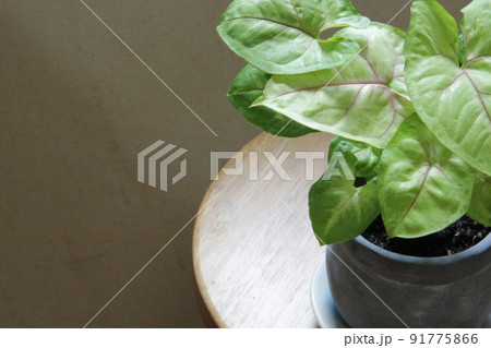 観葉植物の定番、多年草のシンゴニウム 91775866