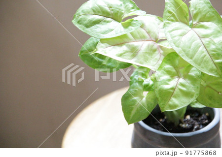 観葉植物の定番、多年草のシンゴニウム 91775868