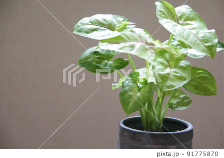 観葉植物の定番、多年草のシンゴニウム 91775870