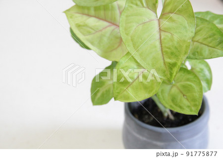 観葉植物の定番、多年草のシンゴニウム 91775877