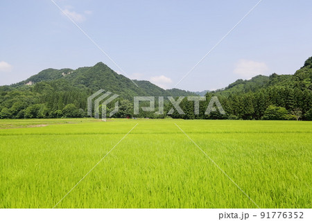 秋田のヘソ、鵜養の無農薬農家の田園風景 秋田のヘソ、鵜養の無農薬農家の田園風景 91776352