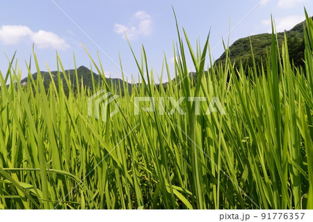 秋田の水田、無農薬の稲作の風景 秋田の水田、無農薬の稲作の風景 91776357