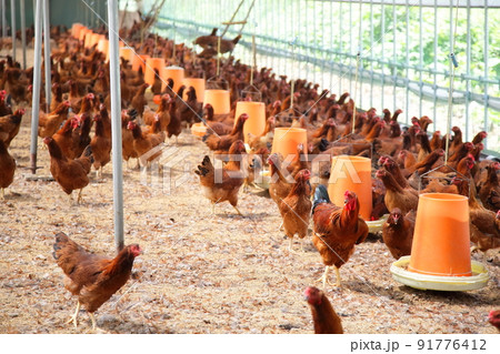 秋田名物、貴重な比内地鶏の平飼いの養鶏場 91776412