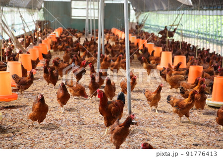 秋田名物、貴重な比内地鶏の平飼いの養鶏場 秋田名物、貴重な比内地鶏の平飼いの養鶏場 91776413