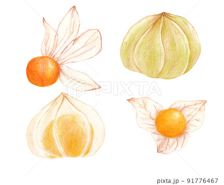 色鉛筆画の食用ほおずきイラスト 色鉛筆画の食用ほおずきイラスト 91776467