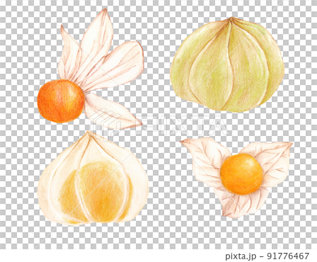 色鉛筆画の食用ほおずきイラスト 色鉛筆画の食用ほおずきイラスト 91776467