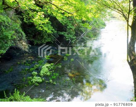 春ドライブ-柿田川湧水 91776809