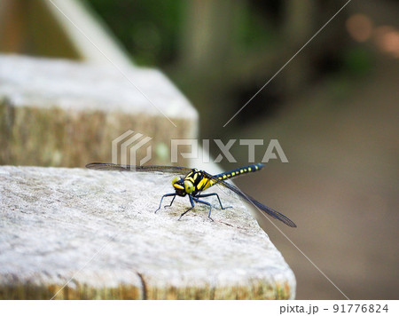 春ドライブ-柿田川湧水 春ドライブ-柿田川湧水 91776824