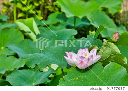 蓮の花 91777037