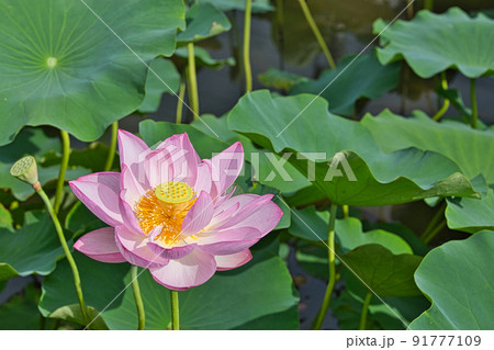 蓮の花 91777109
