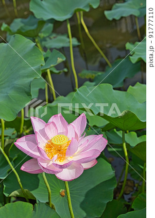 蓮の花 91777110
