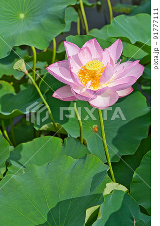 蓮の花 91777111