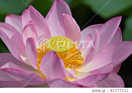 蓮の花 91777112