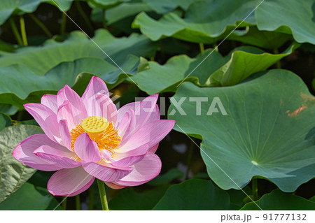 蓮の花 蓮の花 91777132