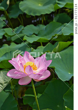 蓮の花 蓮の花 91777134