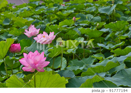蓮の花 蓮の花 91777194
