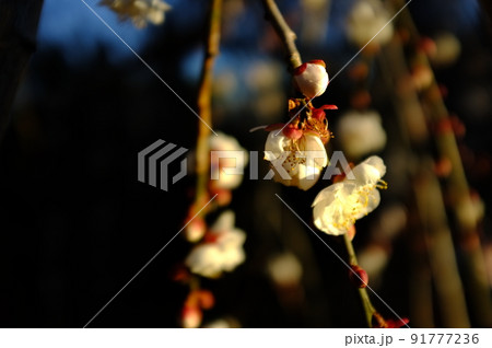 花 フラワー お花 91777236