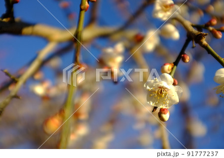 花 フラワー お花 91777237