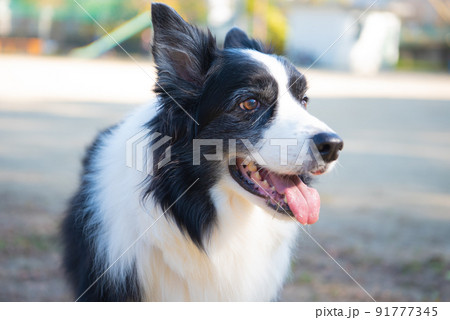笑顔のボーダーコリー 91777345