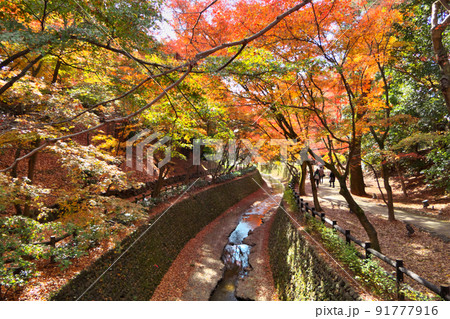 晩秋の北野天満宮「もみじ苑」、紙屋川(天神川)の紅葉と落葉 91777916