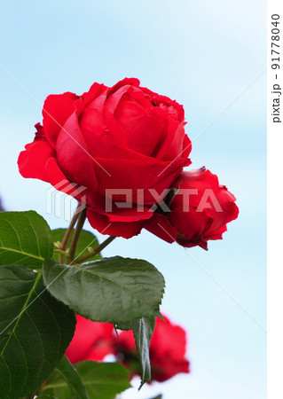 満開のバラ 91778040