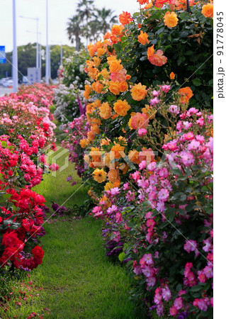 満開のバラ 91778045