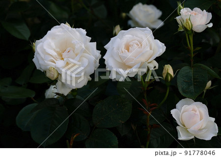 満開の白薔薇 満開の白薔薇 91778046