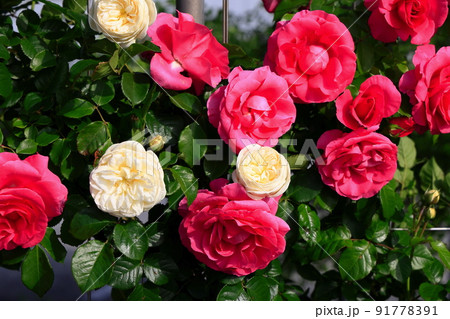 紅白の薔薇 紅白の薔薇 91778391