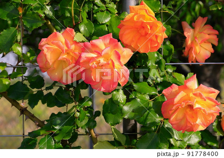 満開の薔薇 満開の薔薇 91778400