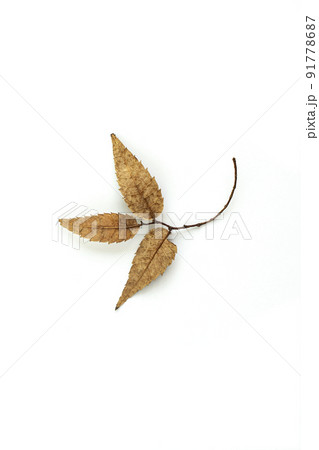 秋 ヌキ 切り抜き 91778687