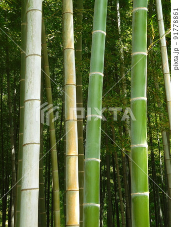 竹 竹の色 竹の節 美しい 竹 竹の色 竹の節 美しい 91778861