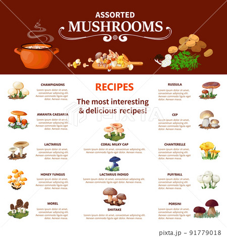 Assorted Mushrooms Infographics Assorted Mushrooms Infographics 91779018
