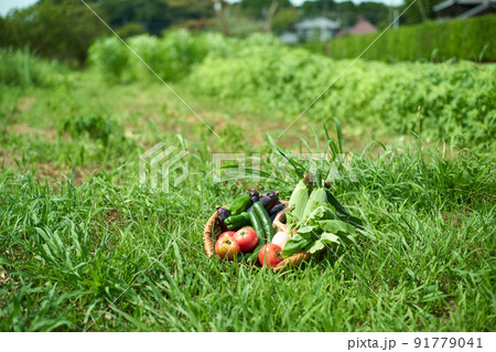 ざるに盛られた野菜 ざるに盛られた野菜 91779041