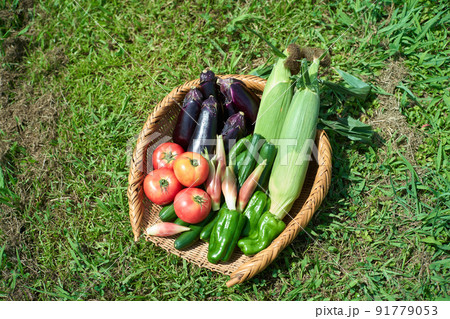ざるに盛られた野菜 ざるに盛られた野菜 91779053