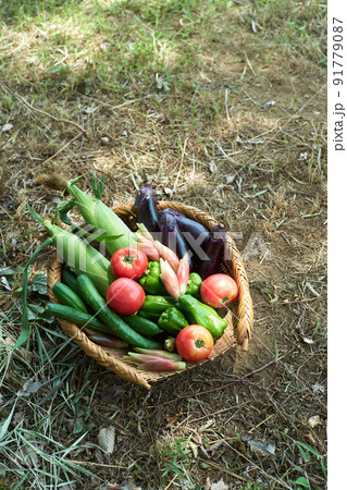ざるに盛られた野菜 ざるに盛られた野菜 91779087